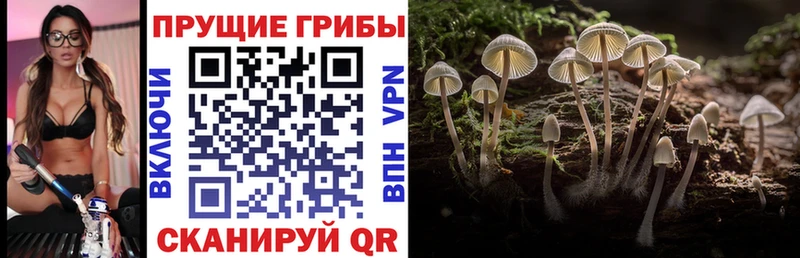 Псилоцибиновые грибы GOLDEN TEACHER  Пошехонье 